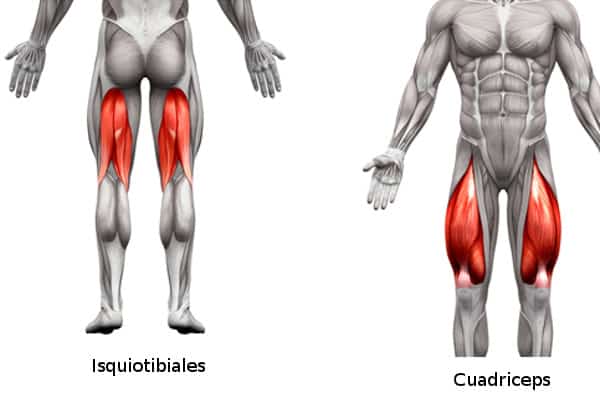 Músculos Isquiotibiales