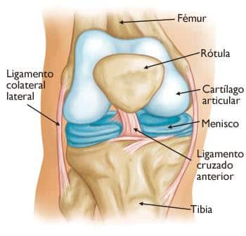 Anatomia de una rodilla